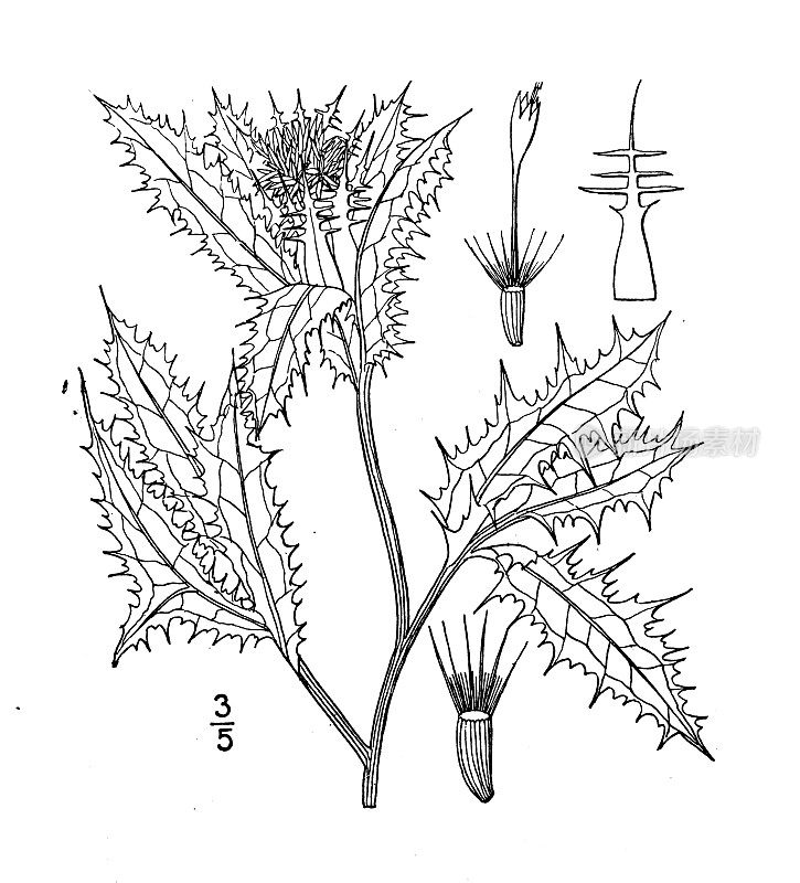 古植物学植物插图:Cnicus benedictus，祝福蓟